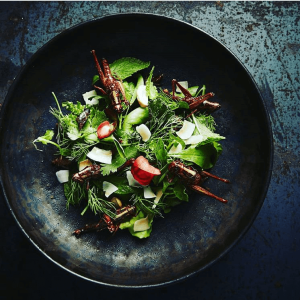 Concept Insects in the Backyard