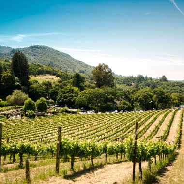 L’Institut Lyfe lance un Msc en œnotourisme international durable et un cycle de conférences exclusif